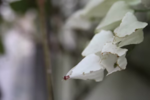 Ammatillinen kehittyminen ja coaching. Coaching tarjoaa ammatillista kehittymistä työn arjessa, siellä missä oivallukset, päätökset ja yhteistyö syntyvät.